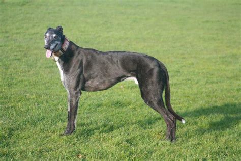 www igb ie|irish greyhound puppies for sale.